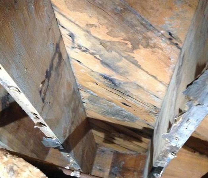 attic wood framing with mold damage 