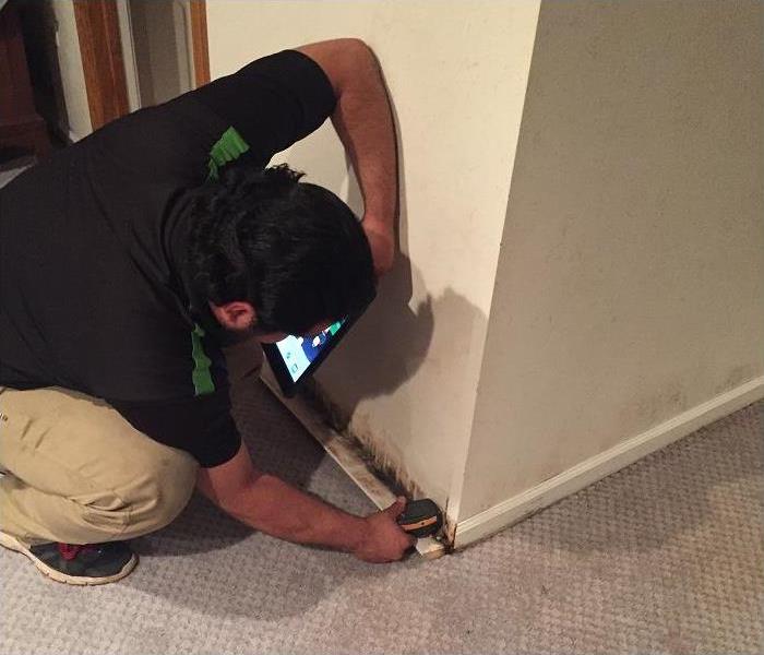 SERVPRO tech removing baseboard and assessing mold damage