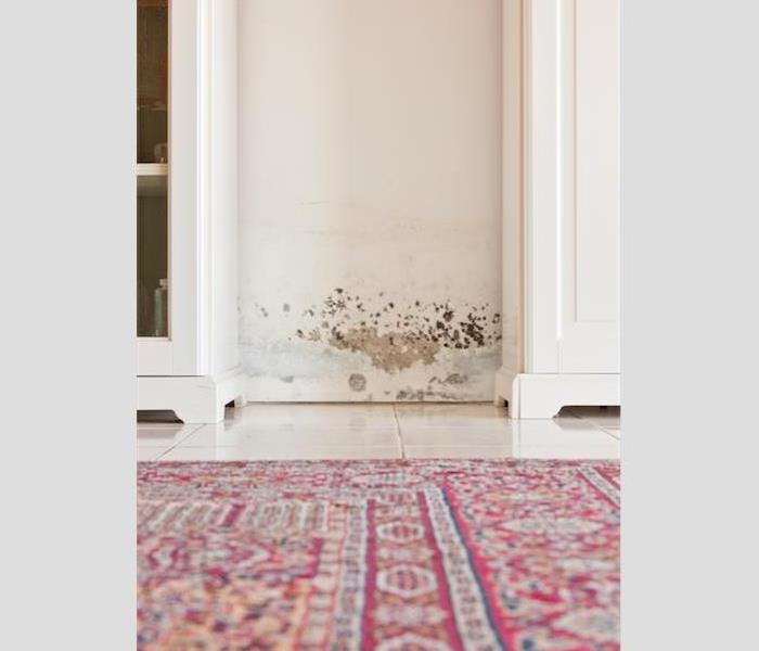 mold damage on a white wall and a red rug on the ground