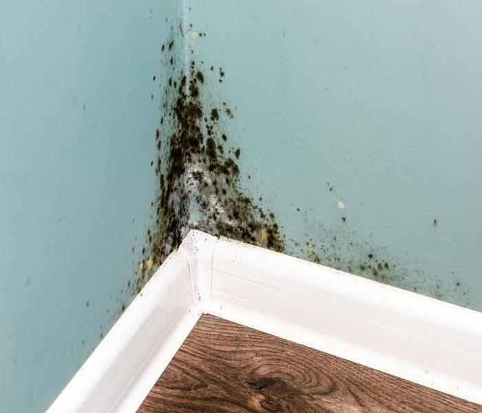mold damage in the corner of a teal wall