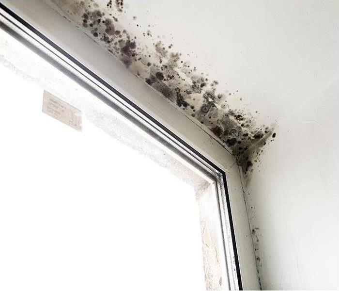 mold stains above window