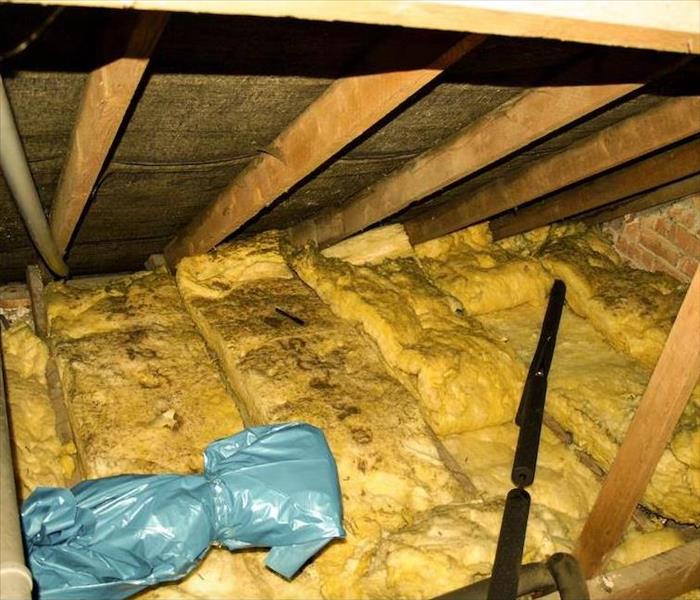 attic with mold growing on the wood framing and yellow insulation