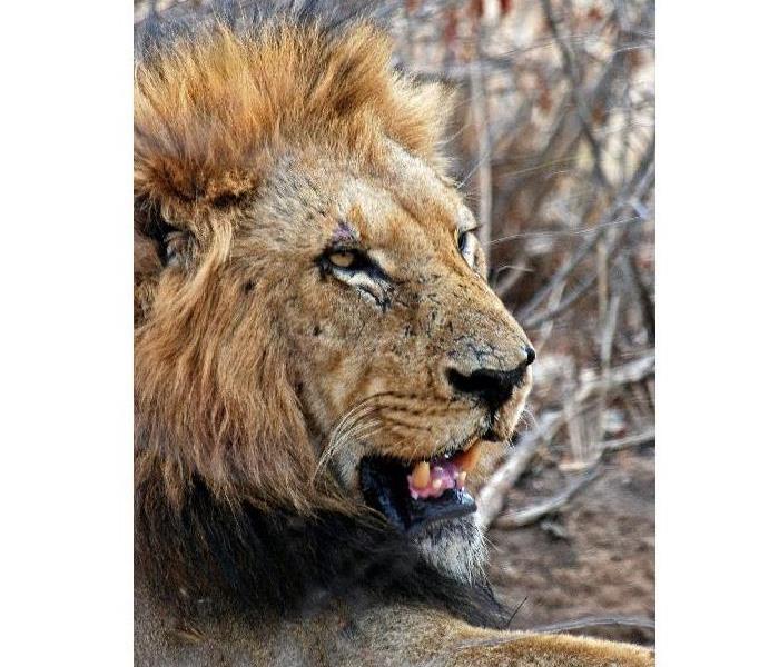 Headshot of large lion