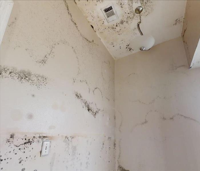 mold stains on walls and ceiling